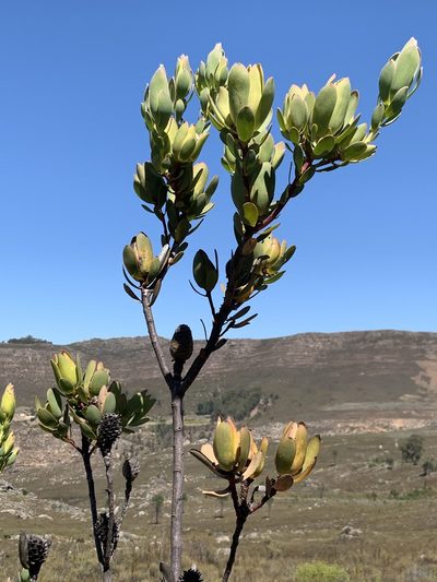 Leucadendron discolor, photographed by Dave Richardson