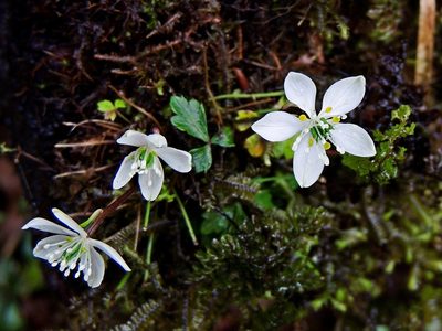 Coptis quinquefolia, photographed by Jacy Chen
