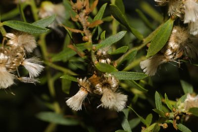 Baccharis dracunculifolia, photographed by Fernando Sessegolo