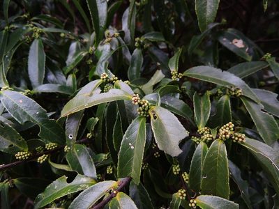 Symplocos wikstroemiifolia, photographed by Jacy Chen