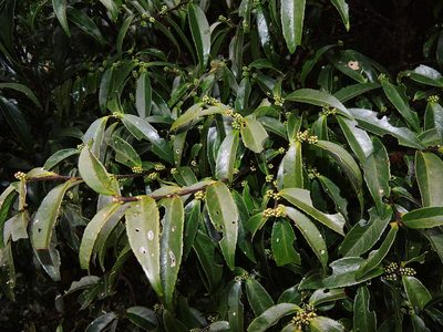 Symplocos wikstroemiifolia, photographed by Jacy Chen