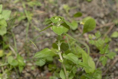 Theligonum cynocrambe, photographed by Eleftherios Katsillis