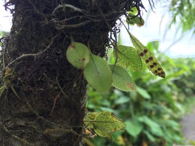 Microgramma piloselloides, photographed by Serenella Linares