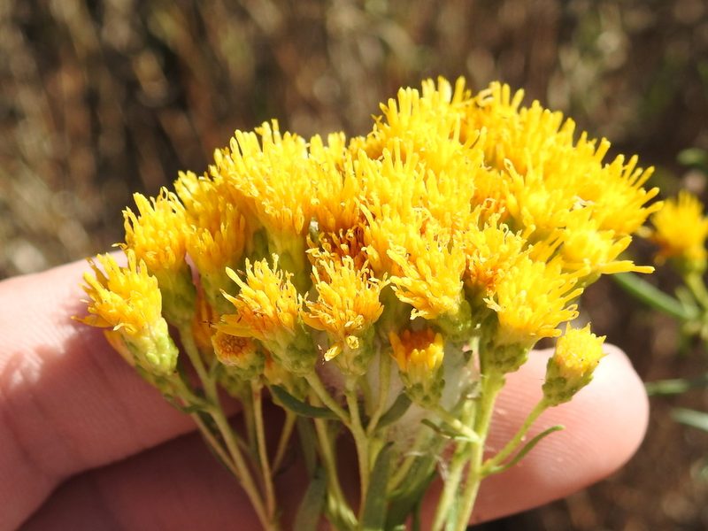 Isocoma drummondii, photographed by Sam Kieschnick