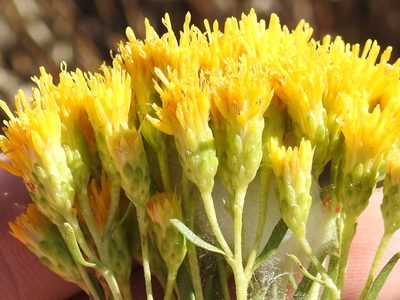 Isocoma drummondii, photographed by Sam Kieschnick