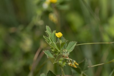 Medicago rugosa, photographed by Eleftherios Katsillis