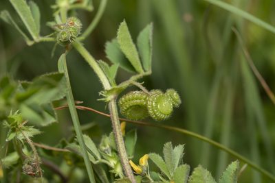 Medicago rugosa, photographed by Eleftherios Katsillis