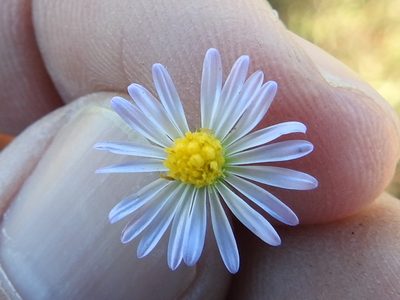 Psilactis heterocarpa, photographed by Sam Kieschnick