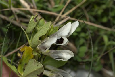 Vicia faba, photographed by Eleftherios Katsillis