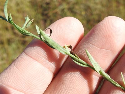 Psilactis heterocarpa, photographed by Sam Kieschnick