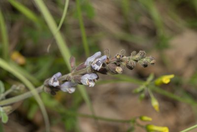 Salvia fruticosa, photographed by Eleftherios Katsillis