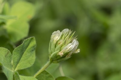 Trifolium clypeatum, photographed by Eleftherios Katsillis