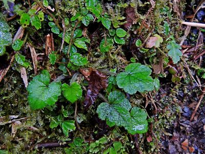 Asimitellaria formosana, photographed by Jacy Chen