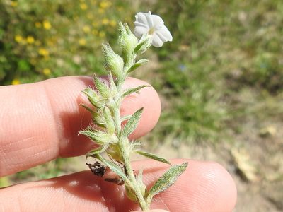 Euploca racemosa, photographed by Sam Kieschnick