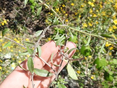 Euploca racemosa, photographed by Sam Kieschnick