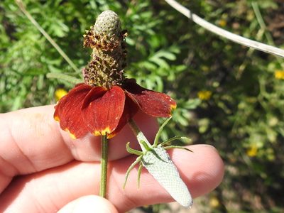 Ratibida peduncularis, photographed by Sam Kieschnick