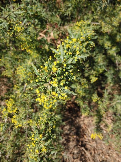Berberis nevinii, photographed by Tom and T Herman