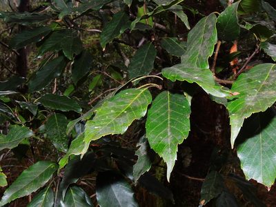 Quercus morii, photographed by Jacy Chen