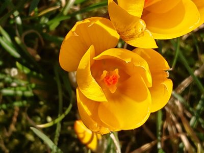 Crocus chrysanthus, photographed by Camilla Lund Kristensen