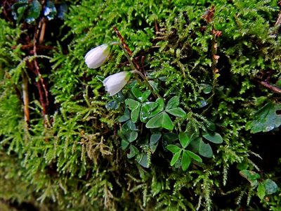 Oxalis griffithii, photographed by Jacy Chen