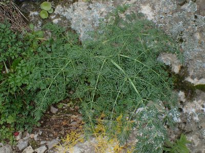 Ferula glauca, photographed by Julien Renoult