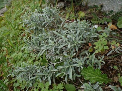 Hormathophylla spinosa, photographed by Julien Renoult