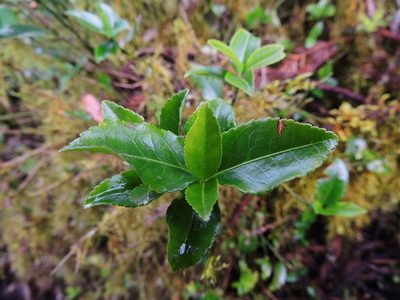 Euonymus spraguei, photographed by Jacy Chen