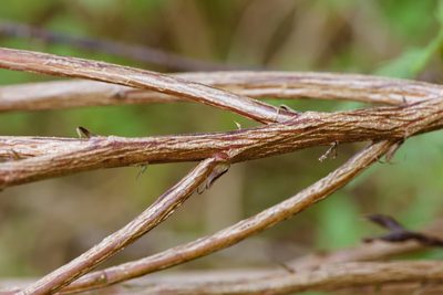 Chamaecrista leschenaultiana, photographed by Cheng-Tao Lin