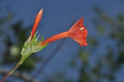 Ipomoea rubriflora, photographed by aacocucci