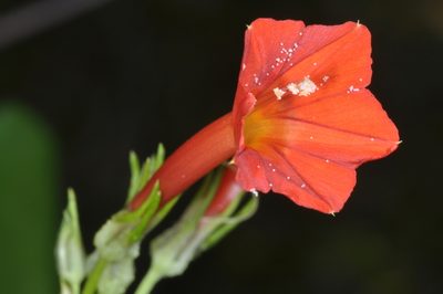 Ipomoea rubriflora, photographed by aacocucci