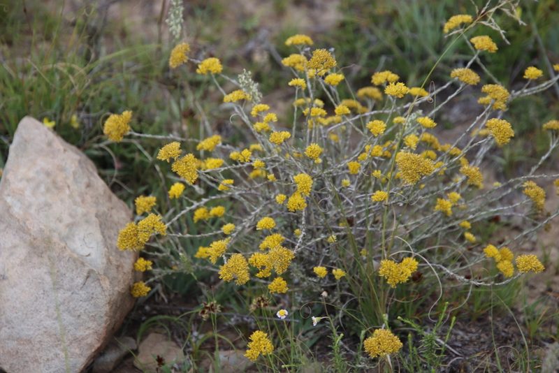 Helichrysum rutilans, photographed by Tony Rebelo