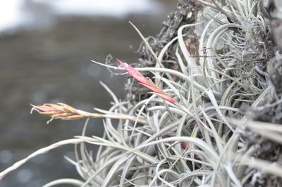 Tillandsia lorentziana, photographed by aacocucci