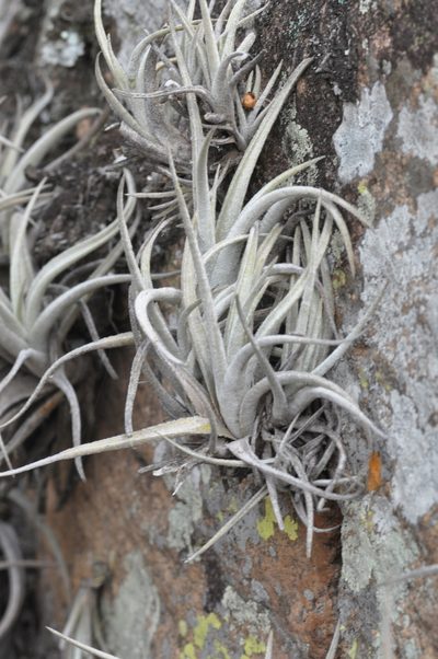 Tillandsia lorentziana, photographed by aacocucci