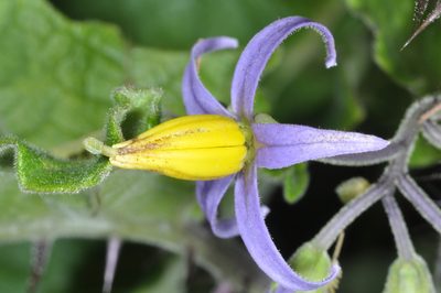 Solanum palinacanthum, photographed by aacocucci