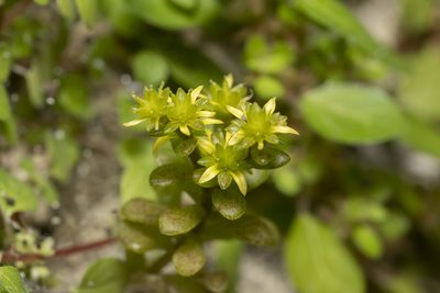 Sedum litoreum, photographed by Eleftherios Katsillis