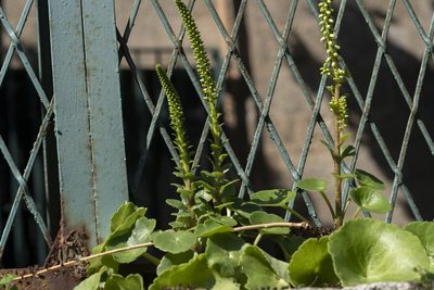 Umbilicus horizontalis, photographed by Eleftherios Katsillis