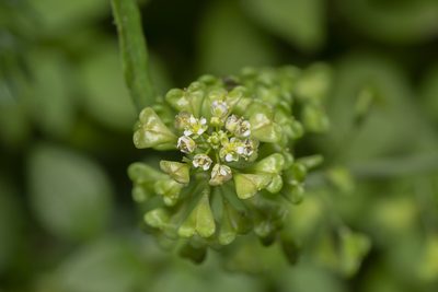 Capsella rubella, photographed by Eleftherios Katsillis