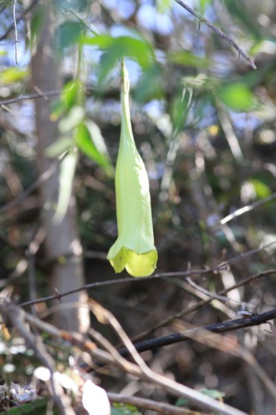 Catesbaea ekmaniana, photographed by Brian Oakes Haiti Hunter