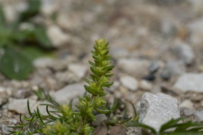 Crassula alata, photographed by Eleftherios Katsillis