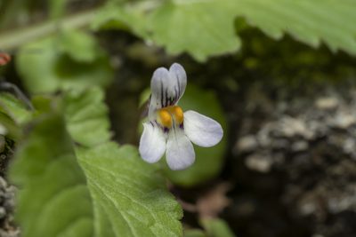 Cymbalaria longipes, photographed by Eleftherios Katsillis