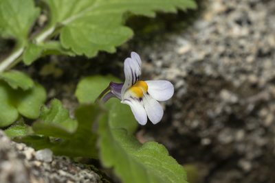 Cymbalaria longipes, photographed by Eleftherios Katsillis