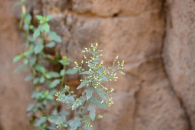 Blumea virens, photographed by S.MORE