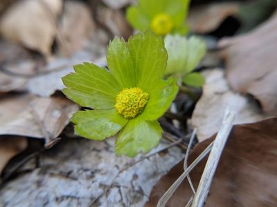 Sanicula epipactis, photographed by Danijel Ostović