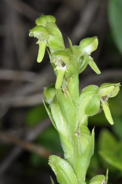 Habenaria hexaptera, photographed by aacocucci