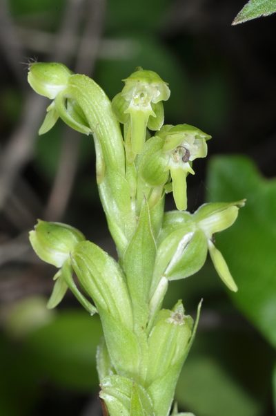 Habenaria hexaptera, photographed by aacocucci