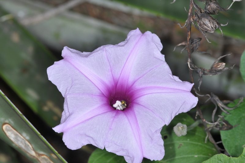 Ipomoea hieronymi, photographed by aacocucci