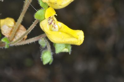 Calceolaria parviflora, photographed by aacocucci