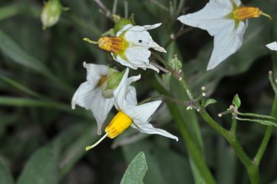 Solanum chacoense, photographed by aacocucci