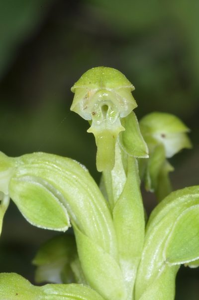 Habenaria hexaptera, photographed by aacocucci
