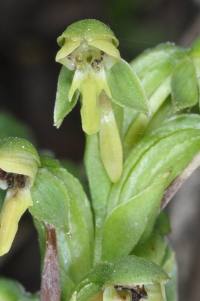 Habenaria hexaptera, photographed by aacocucci